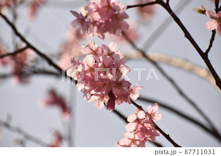 早咲きの寒桜 87711031