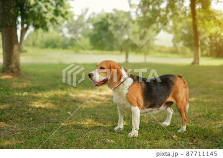 Thoroughbred hunting dog beagle in the park looks aside copy space. Thoroughbred hunting dog beagle in the park looks aside copy space. 87711145