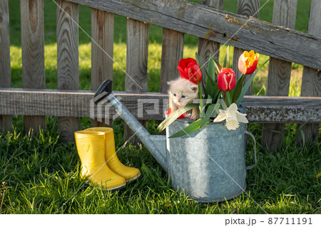 A cute little kitten sits on top of a watering can with flowers. A gardener's tool. A greeting card. Bouquet of tulips and daffodils. Old wooden rustic fence in the garden. Yellow rubber boots. A cute little kitten sits on top of a watering can with flowers. A gardener's tool. A greeting card. Bouquet of tulips and daffodils. Old wooden rustic fence in the garden. Yellow rubber boots. 87711191