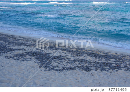 軽石 奄美大島に流れ着いた軽石 福徳岡ノ場 噴火 海底火山 軽石 奄美大島に流れ着いた軽石 福徳岡ノ場 噴火 海底火山 87711496