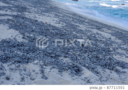 軽石　奄美大島に流れ着いた軽石　福徳岡ノ場　噴火　海底火山 87711501