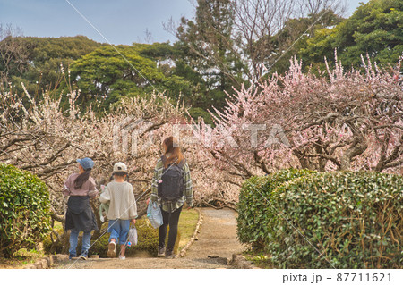 梅の花を見ながら散歩 87711621