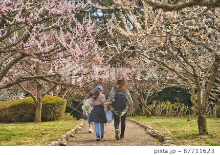 梅の花を見ながら散歩 梅の花を見ながら散歩 87711623