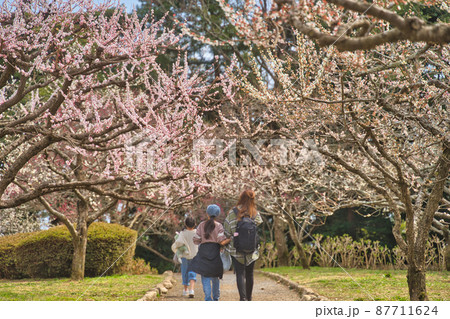梅の花を見ながら散歩 87711624