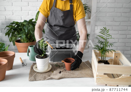 Close up woman gardener transplanting plant in ceramic pots on the white wooden table. Concept of home garden. Spring time. Stylish interior with a lot of plants. Taking care of home plants. 87711744