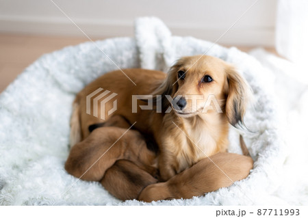 親子のダックス　仔犬　カニンヘンダックスフンド 87711993