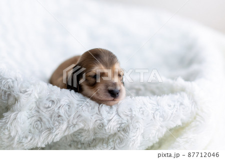 仔犬　カニンヘンダックスフンド 87712046