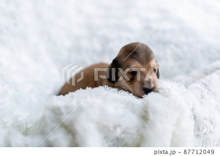 仔犬 カニンヘンダックスフンド 仔犬 カニンヘンダックスフンド 87712049