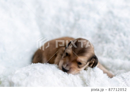 仔犬　カニンヘンダックスフンド 87712052