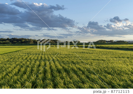 夕暮れの田んぼの風に揺れる稲 87712115