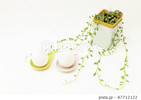 観葉植物 観葉植物 87712122