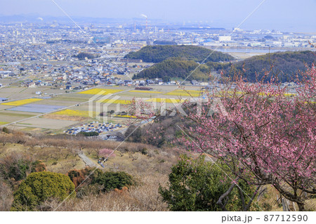 満開の綾部山梅林 87712590