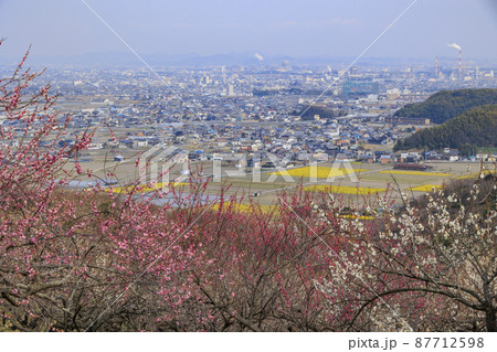 満開の綾部山梅林 87712598