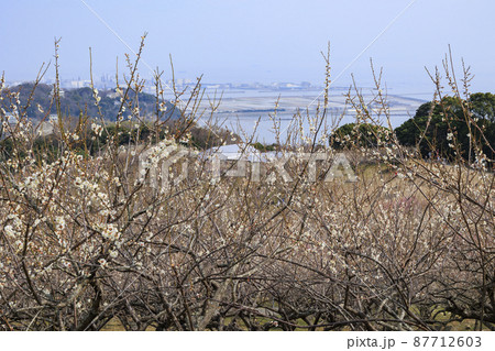 満開の綾部山梅林 87712603