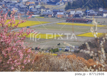 満開の綾部山梅林 87712606