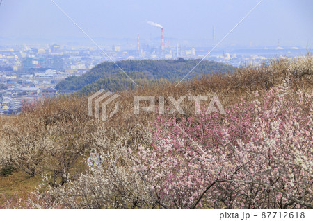 満開の綾部山梅林 87712618