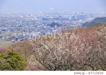 満開の綾部山梅林 87712620