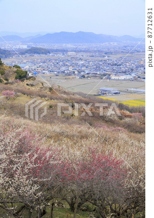 満開の綾部山梅林 満開の綾部山梅林 87712631