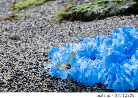 創作雑貨 ハワイアンレイ 岩 海岸 手作り ブルー ブルーレイ blue 創作雑貨 ハワイアンレイ 岩 海岸 手作り ブルー ブルーレイ blue 87712809