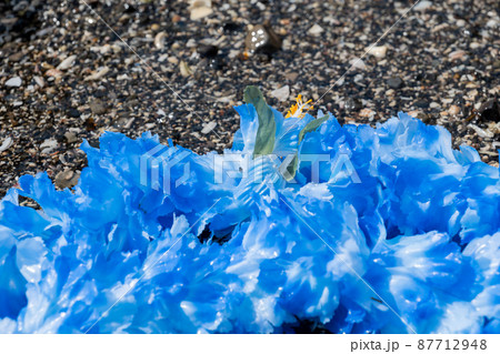 創作雑貨 ハワイアンレイ 岩 海岸 手作り ブルー ブルーレイ blue 創作雑貨 ハワイアンレイ 岩 海岸 手作り ブルー ブルーレイ blue 87712948