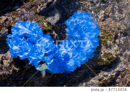 創作雑貨 ハワイアンレイ 岩 海岸 手作り ブルー 水中 ブルーレイ blue 創作雑貨 ハワイアンレイ 岩 海岸 手作り ブルー 水中 ブルーレイ blue 87713058