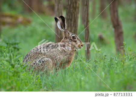 Alert brown hare sitting in grass in springtime nature 87713331