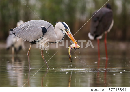 Grey heron eating fish on wetland in springtime nature Grey heron eating fish on wetland in springtime nature 87713341