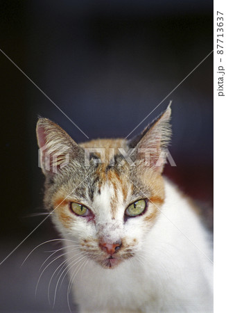 バリ島の食堂にいた痩せた三毛猫　インドネシア バリ島 87713637