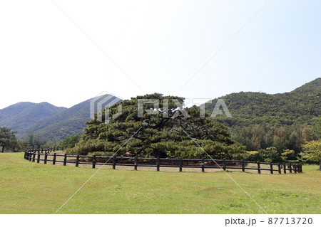 沖縄　伊平屋　伊平屋島の念頭平松 87713720