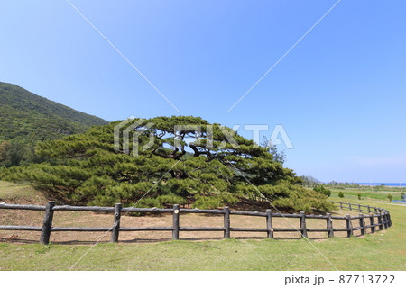 沖縄 伊平屋 伊平屋島の念頭平松 沖縄 伊平屋 伊平屋島の念頭平松 87713722
