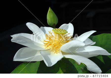 白いハスの花 87715404