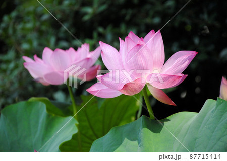 ピンクのハスの花 87715414