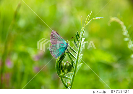 colorful butterfly colorful butterfly 87715424