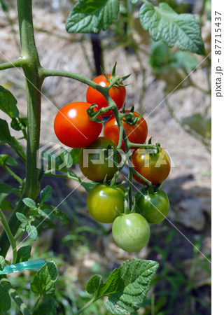 ミニトマト 87715437