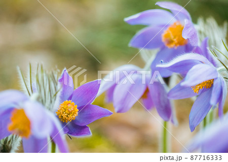 Beautiful Wild Spring Flowers Pulsatilla Patens. Flowering Blooming Plant In Family Ranunculaceae, Native To Europe, Russia, Mongolia, China, Canada And United States Beautiful Wild Spring Flowers Pulsatilla Patens. Flowering Blooming Plant In Family Ranunculaceae, Native To Europe, Russia, Mongolia, China, Canada And United States 87716333
