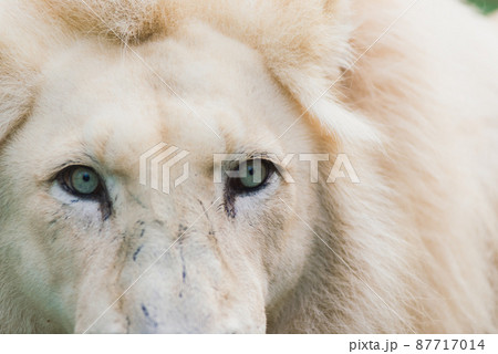 Closeup beautiful portrait of an African Lion. Closeup beautiful portrait of an African Lion. 87717014