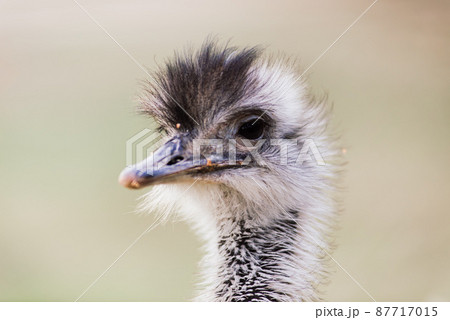 Ostrich head close up, autumn weather park outdoors Ostrich head close up, autumn weather park outdoors 87717015