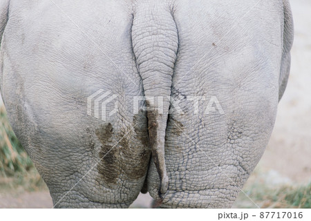 Ass of hippo with shit as nice animal texture Ass of hippo with shit as nice animal texture 87717016