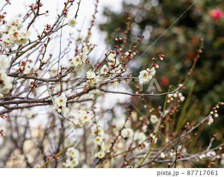 山沿いに咲く白梅 87717061