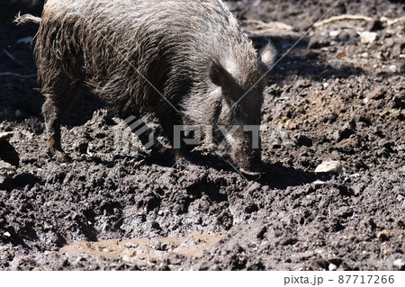 ニホンイノシシ18 ニホンイノシシ18 87717266