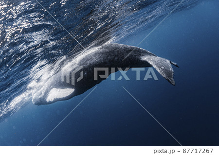 ザトウクジラの子供 87717267