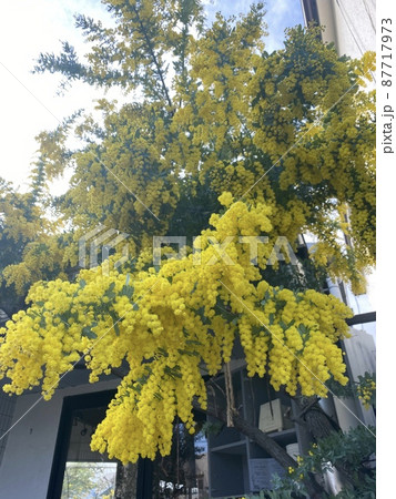 黄色い春の花 87717973