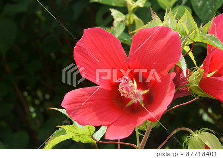 モミジアオイ 87718401