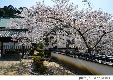 春の橘寺（奈良） 87718403