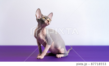 Pretty bicolor Canadian Sphynx kitten sitting at violet floor against white background, looking up, craning his neck. Kitten is four months old, color is blue and white. Studio shot. Copy space 87718553
