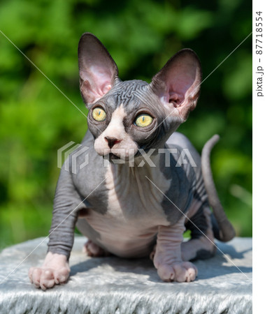 Adorable bicolor Sphynx Hairless kitten with big yellow eyes sitting on rug on summer sunny day outside, looking up. Focus on foreground. Natural blurred green background. Shallow depth of field. Adorable bicolor Sphynx Hairless kitten with big yellow eyes sitting on rug on summer sunny day outside, looking up. Focus on foreground. Natural blurred green background. Shallow depth of field. 87718554