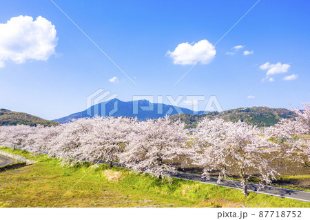つくば霞ヶ浦りんりんロードの桜並木と筑波山 茨城県 サイクリングロード つくば霞ヶ浦りんりんロードの桜並木と筑波山 茨城県 サイクリングロード 87718752