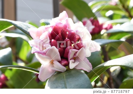 早春の沈丁花 87718797