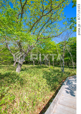 赤城公園　覚満淵　新木道　遊歩道からの眺め　初夏の風景　　　 87719103