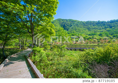 赤城公園　覚満淵　新木道　遊歩道からの眺め　初夏の風景　　　 87719105